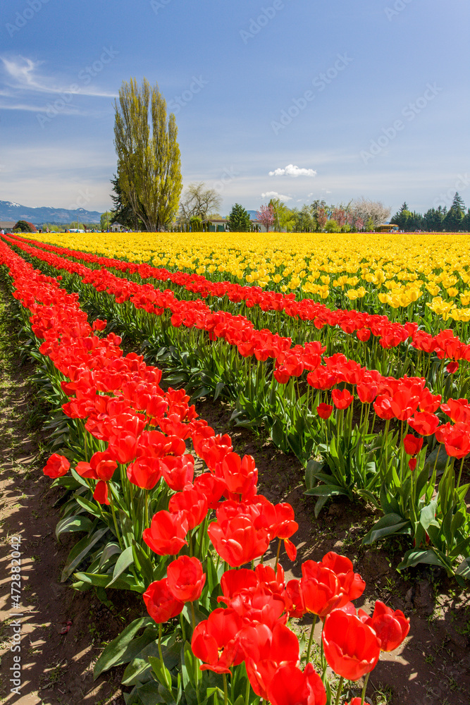 Wall mural Mount Vernon, Washington, USA. Field of tulips grown for bulb sales. - Wall murals