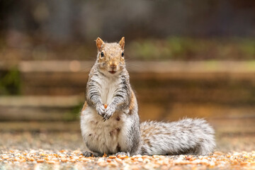 Issaquah, Washington, USA. Female Western Grey Squirrel eating a peanut from a patio feast.