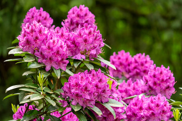 Issaquah, Washington, USA. Pink Rhododendron in bloom.