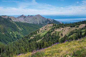 Obraz premium Hurricane Ridge, Olympic National Park, Washington, USA. View of mountains with lupine wildflowers and Pacific Ocean from a hiking trail.