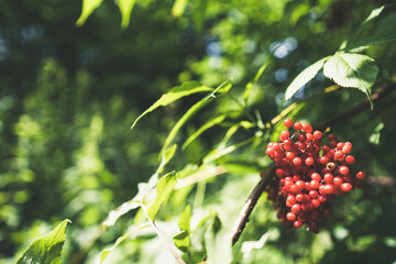 Vogelbeeren im Wald