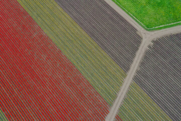 USA, Washington State, Mount Vernon. Rows of color at tulip farm.