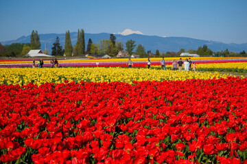 USA, Washington State, Mt. Vernon. Fields with rows of red and yellow tulips, Skagit Valley Tulip...