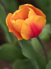 USA, Washington State, Mt. Vernon. Orange tulip at Skagit Valley Tulip Festival.