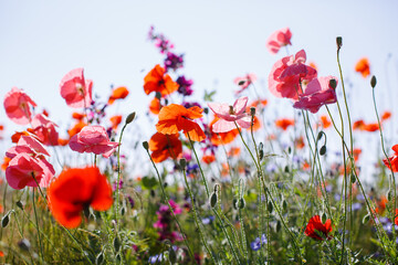 Obraz premium Bunter Mohn Wildblumen Feld