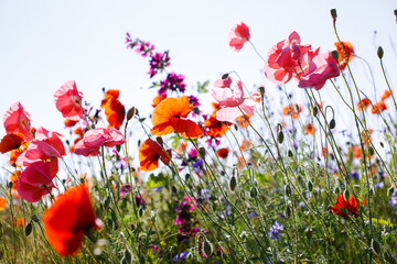 Bunte Wildblumen Feldrand