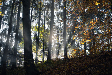 Fototapeta premium Sonnenstrahlen im Herbst