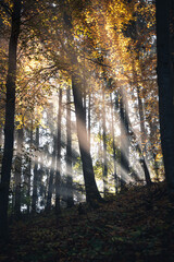 Herbstliche Sonnenstrahlen im Wald auf der Schwäbischen Alb