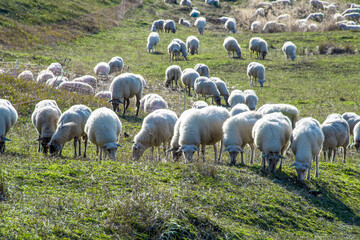 White sheeps grazing in the green field