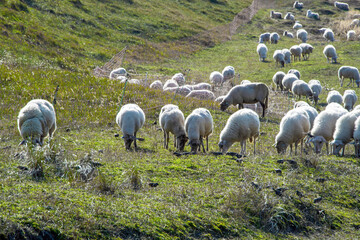 White sheeps grazing in the green field