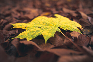 Ein Herbstblatt auf dem Boden, Ahron