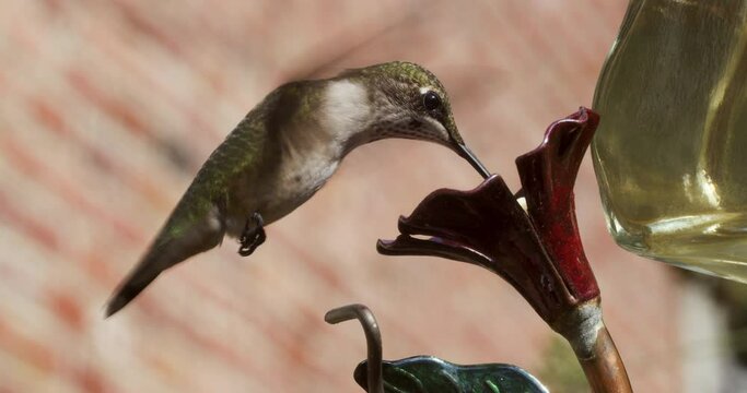 Ruby-throated hummingbird drinking from feeder.