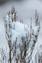 A close-up of a field plant covered with snow and frost