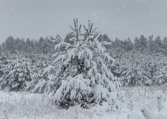 Small pine trees in snowy day. Natural wild meadow with small trees covered in snow.