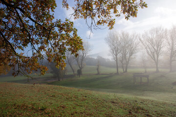 alberi nella nebbia ai Pratoni del Vivaro, un'ampia distesa per l'addestramento dei cavalli nei pressi di Roma