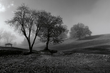 alberi nella nebbia ai Pratoni del Vivaro, un'ampia distesa per l'addestramento dei cavalli nei pressi di Roma