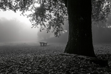 alberi nella nebbia ai Pratoni del Vivaro, un'ampia distesa per l'addestramento dei cavalli nei...