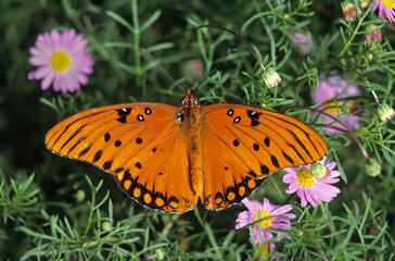 Washington State, Seattle. Butterfly, Gulf Fritillary, feeding on Swan River daisies