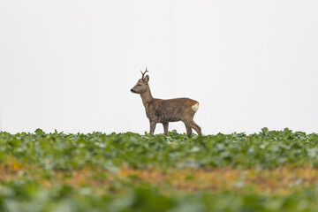 Male deer on a green winter rapeseed field in a late autumn morning