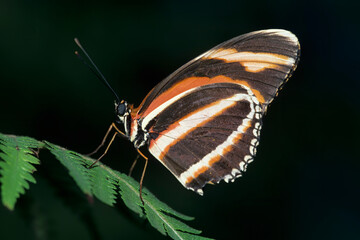 Obraz na płótnie Canvas Washington State, Seattle. Butterfly, Banded Orange, standing on fern