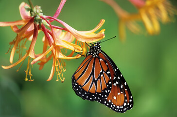 Fototapeta na wymiar Washington State, Seattle. Butterfly, Queen, resting on Spider flower