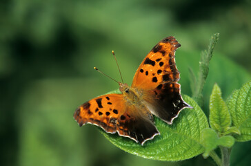 Obraz premium Washington State, Seattle. Butterfly, Question Mark, resting on leaf
