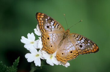 Washington State, Seattle. Butterfly, White Peacock, feeding on white Verbena flower