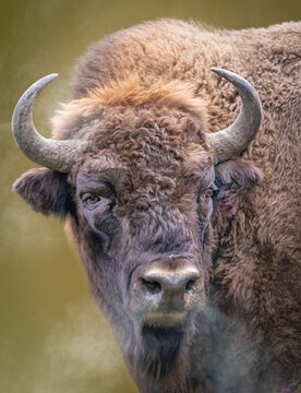 a wild bison on a cold day with steam breath