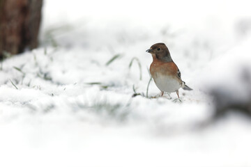 Brambling Fringilla montifringilla during a cold winter period in France 