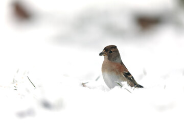 Brambling Fringilla montifringilla during a cold winter period in France 