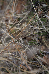 frog on the grass
