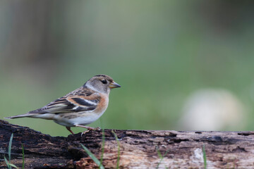 Brambling Fringilla montifringilla during a cold winter period in France 