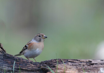 Brambling Fringilla montifringilla during a cold winter period in France 