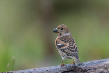 Brambling Fringilla montifringilla during a cold winter period in France 