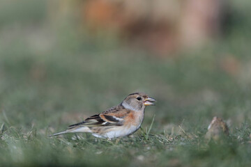 Brambling Fringilla montifringilla during a cold winter period in France 