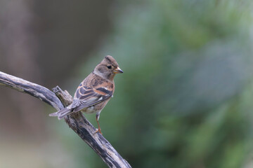 Brambling Fringilla montifringilla during a cold winter period in France 