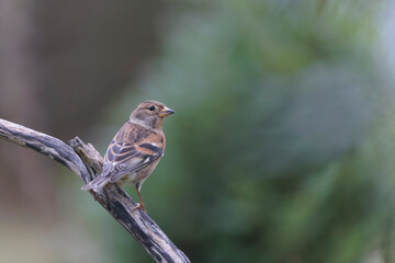 Brambling Fringilla montifringilla during a cold winter period in France 
