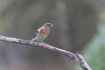 Brambling Fringilla montifringilla during a cold winter period in France 