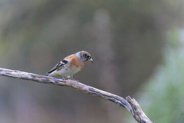 Brambling Fringilla montifringilla during a cold winter period in France 