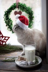 Obraz na płótnie Canvas White kitten in red Santa Claus hat and Christmas treat for Santa.
