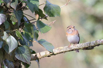 Brambling Fringilla montifringilla during a cold winter period in France 