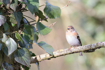 Brambling Fringilla montifringilla during a cold winter period in France 