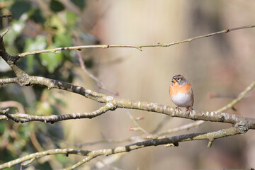 Brambling Fringilla montifringilla during a cold winter period in France 