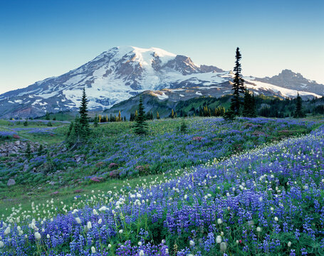 Washington State, Mount Rainier National Park, Lupine and Bistort meadow on Mazama Ridge