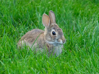 Washington State. Eastern cottontail, baby rabbit