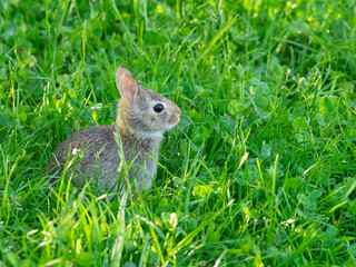 Washington State. Eastern cottontail, baby rabbit