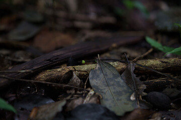 fly on the ground