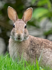 Washington State. Eastern cottontail
