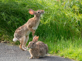 Washington State. Rabbits, Eastern cottontail eating
