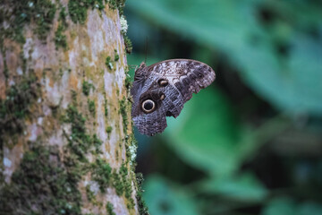 horned owl